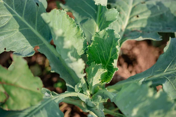 Growing green cabbage in the open field, organic growing vegetables. Green cabbage plant grows in the open field.