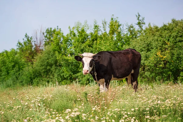 Close up of a black and white cow on a green meadow on a sunny spring day. Cows grazing on a green meadow.