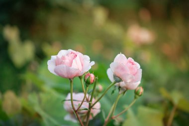 Bahçede güzel güller, farklı çiçek çeşitleri yetişiyor. Hobi olarak bahçıvanlık..