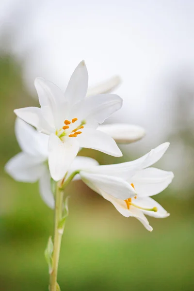 White lilies in summer garden. Yellow and orange lilies in the garden, lily joop flowers, lilium oriental joop.