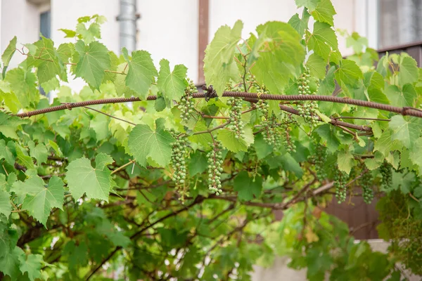 Grüne Junge Weintrauben Weinberg Sommeranfang Aus Nächster Nähe Trauben Wachsen — Stockfoto