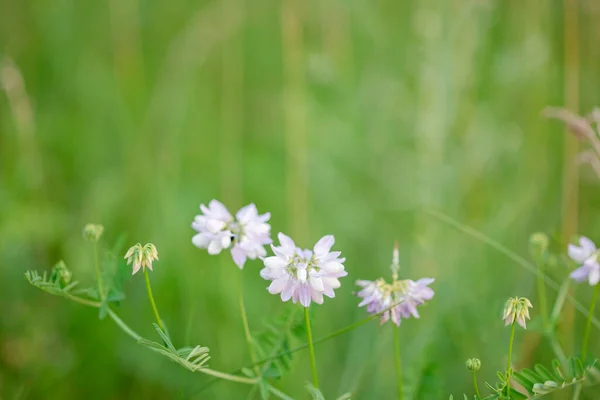 Vackra Vilda Blommor Grön Äng Varm Sommardag Carduus Achilea Salvia — Stockfoto