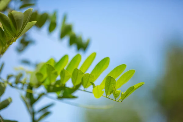 Acacia leaves on the blue sky background in summer sunshine. Selective focus on luscious green acacia leaves against a blue cloudless sky.
