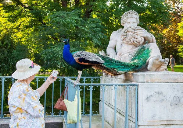 Peacock Eating Woman Hand Park — Foto Stock
