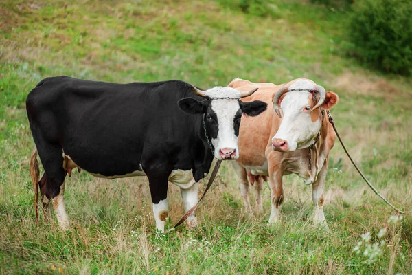 Dua Ekor Sapi Makan Ladang Sapi Simmental Merumput Secara Damai Stok Gambar