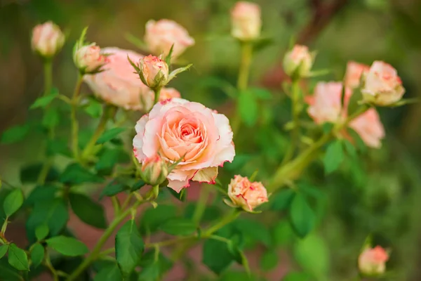 Hermosas Rosas Jardín Cultivando Diferentes Variedades Flores Jardinería Como Hobby — Foto de Stock