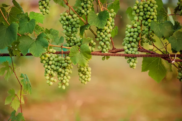 Zielone Młode Winogrona Winnicy Początek Lata Zbliżenie Winogron Rosnących Winorośli — Zdjęcie stockowe