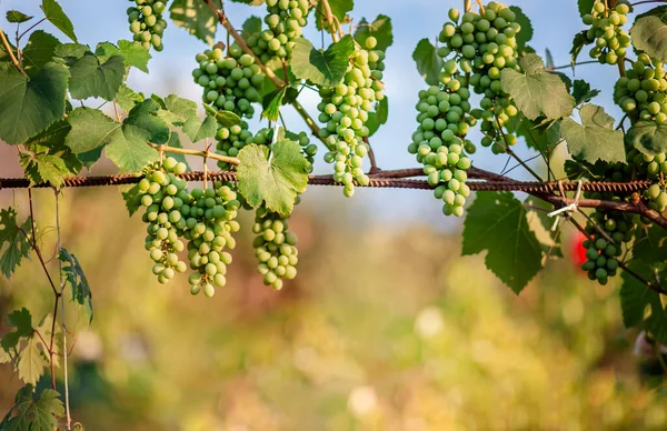 Zielone Młode Winogrona Winnicy Początek Lata Zbliżenie Winogron Rosnących Winorośli — Zdjęcie stockowe