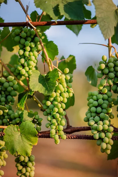 Green Young Wine Grapes Vineyard Beginning Summer Close Grapes Growing — Stock Photo, Image