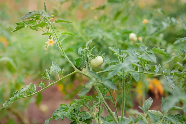 Green Vine Tomatoes Green Unripe Tomatoes Bushes Tomatoes Vine Tomatoes — Stock Photo, Image