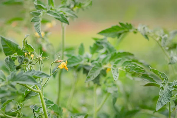 Hodowla Pomidorów Ogrodzie Organiczne Warzywa Uprawne — Zdjęcie stockowe