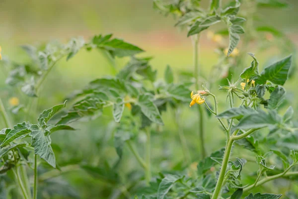 Hodowla Pomidorów Ogrodzie Organiczne Warzywa Uprawne — Zdjęcie stockowe