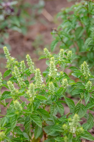 Green Purple Field Basil Stems Leaves Fresh Herbs Spices Cooking — Stock Photo, Image