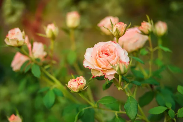 Piękne Róże Ogrodzie Rosnące Różne Odmiany Kwiatów Ogrodnictwo Jako Hobby Zdjęcie Stockowe