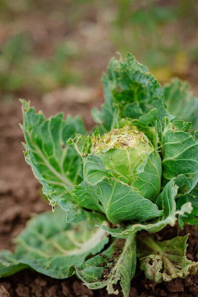 Close-up of cabbage damaged by pests. Head of cabbage and cabbage leaves in the hole, eaten by the larvae of butterflies and caterpillars. Sick cabbage leaves affected by pests and pathogenic fungi.