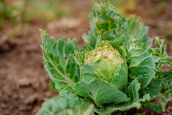 Close-up of cabbage damaged by pests. Head of cabbage and cabbage leaves in the hole, eaten by the larvae of butterflies and caterpillars. Sick cabbage leaves affected by pests and pathogenic fungi.