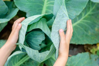 Sulu yeşil lahana, yakın plan. Lahana toplayan kadın eller. Sebze tarlasında lahana bitkisi.