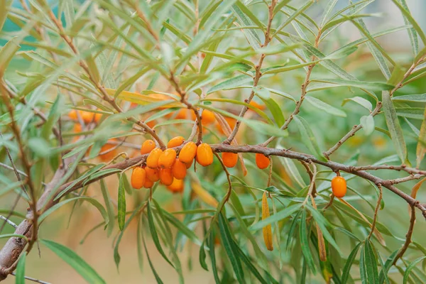 Stock image Large harvest of sea buckthorn in the garden. Bunches of ripe fresh sea buckthorn in the garden on a sunny day. Close-up, selective focus, shallow depth of field.