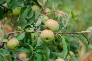 Elma topluyorum. Yaprak ve elmalarla dolu ağaç dalından olgun ve taze yeşil elma toplayan ellerin yakın çekim ve seçici odağı.