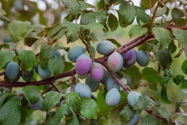 Bahçedeki bir dalda mavi erikler. Organik meyveler yetişiyor.