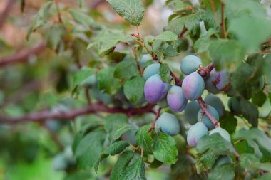 Bahçedeki bir dalda mavi erikler. Organik meyveler yetişiyor.