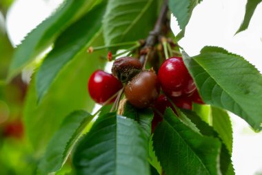 Ağaçtaki kirazlar küften veya mantardan dolayı çürümüş meyvelerle yakın plan. Tarım ve bitki patolojisinde yaygın olarak görülen sağlıklı ve hasarlı meyve arasındaki karşıtlığı gösterir