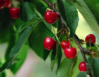 Dala asılmış taze kırmızı kirazlar ve yeşil yapraklar. Yaz meyvesi hasadı doğal bahçe ortamı. Arkaplan, metin için yer, kopyalama alanı.