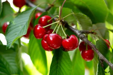Dala asılmış taze kırmızı kirazlar ve yeşil yapraklar. Yaz meyvesi hasadı doğal bahçe ortamı. Arkaplan, metin için yer, kopyalama alanı.