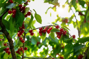 Olgun kırmızı kirazlarla dolu bir dal ve güneş ışığının arka planında yeşil yapraklar. Doğal bahçe ortamında yaz meyve hasadı. Arkaplan, metin için yer, kopyalama alanı.