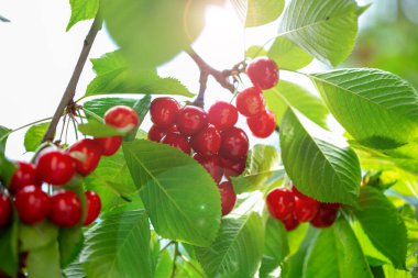 Olgun kırmızı kirazlarla dolu bir dal ve güneş ışığının arka planında yeşil yapraklar. Doğal bahçe ortamında yaz meyve hasadı. Arkaplan, metin için yer, kopyalama alanı.