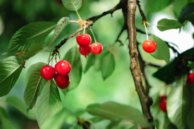 Dala asılmış taze kırmızı kirazlar ve yeşil yapraklar. Yaz meyvesi hasadı doğal bahçe ortamı. Arkaplan, metin için yer, kopyalama alanı.