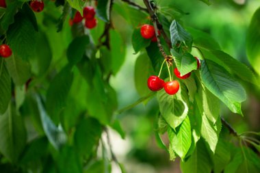 Olgun kırmızı kirazlarla dolu bir dal ve güneş ışığının arka planında yeşil yapraklar. Doğal bahçe ortamında yaz meyve hasadı. Arkaplan, metin için yer, kopyalama alanı.
