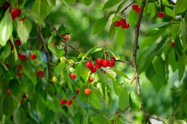 Olgun kırmızı kirazlarla dolu bir dal ve güneş ışığının arka planında yeşil yapraklar. Doğal bahçe ortamında yaz meyve hasadı. Arkaplan, metin için yer, kopyalama alanı.