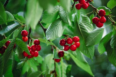 Olgun kırmızı kirazlarla dolu bir dal ve güneş ışığının arka planında yeşil yapraklar. Doğal bahçe ortamında yaz meyve hasadı. Arkaplan, metin için yer, kopyalama alanı.