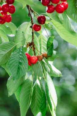 Ağaçtaki kirazlar küften veya mantardan dolayı çürümüş meyvelerle yakın plan. Tarım ve bitki patolojisinde yaygın olarak görülen sağlıklı ve hasarlı meyve arasındaki karşıtlığı gösterir