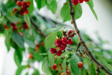 Olgun kırmızı kirazlarla dolu bir dal ve güneş ışığının arka planında yeşil yapraklar. Doğal bahçe ortamında yaz meyve hasadı. Arkaplan, metin için yer, kopyalama alanı.