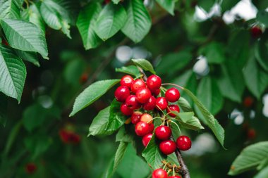 Olgun kırmızı kirazlarla dolu bir dal ve güneş ışığının arka planında yeşil yapraklar. Doğal bahçe ortamında yaz meyve hasadı. Arkaplan, metin için yer, kopyalama alanı.