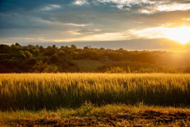 Scenic landscape of golden wheat field at sunset with dramatic cloudy sky and sun rays breaking through, rural and peaceful view.