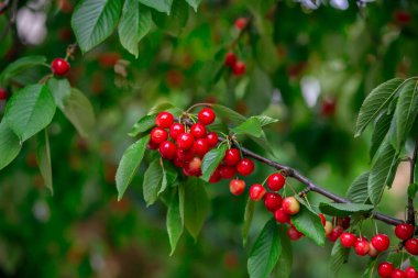 Taze, olgun, kırmızı kirazlar asılmış yeşil yaprak arka planı. Yaz meyvesi hasadı doğal bahçe ortamı. Arkaplan, metin için yer, kopyalama alanı.