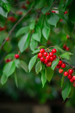 Taze, olgun, kırmızı kirazlar asılmış yeşil yaprak arka planı. Yaz meyvesi hasadı doğal bahçe ortamı. Arkaplan, metin için yer, kopyalama alanı.