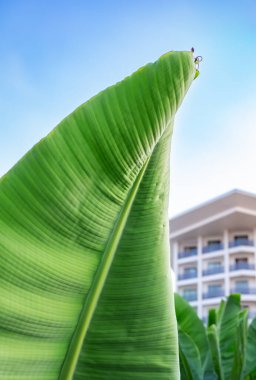 Büyük Yeşil Tropikal Muz Yaprakları 'nın Yakın Çekimi. Gün ışığında çekilen yemyeşil muz yaprakları, tropikal bitkilerin dokusunu, desenini ve doğasını gözler önüne seriyor..