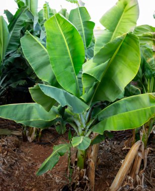 Büyük Yeşil Tropikal Muz Yaprakları 'nın Yakın Çekimi. Taze yeşil yaprakları olan tropik muz ağaçları açık mavi gökyüzünün altında yemyeşil büyüyorlar..