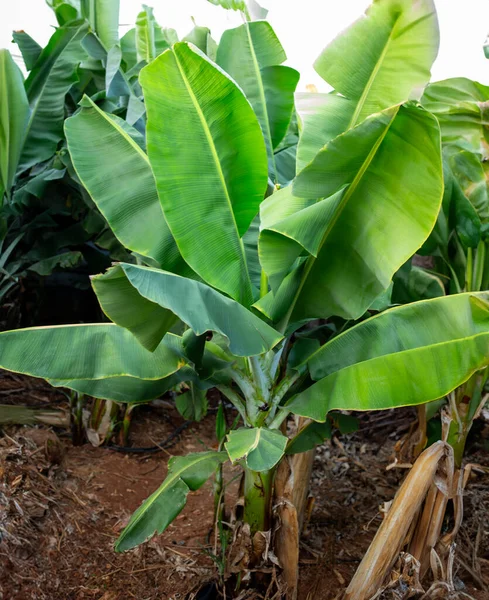Büyük Yeşil Tropikal Muz Yaprakları 'nın Yakın Çekimi. Taze yeşil yaprakları olan tropik muz ağaçları açık mavi gökyüzünün altında yemyeşil büyüyorlar..