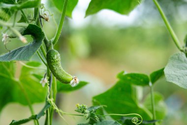 Çiy kaplı genç bir salatalık sağlıklı yeşil bir sarmaşıkta yetişir. Tazeliği, organik tarımı ve doğal sebze yetişmesini simgeler..