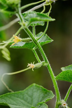 Sarmaşık üzerinde sarı bir çiçeğin dibinde küçük bir salatalık oluşuyor, yumuşak yeşil arka planda makro detaylarda yakalanıyor..