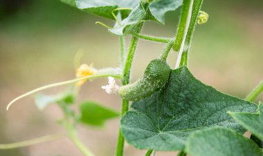 Çiy kaplı genç bir salatalık sağlıklı yeşil bir sarmaşıkta yetişir. Tazeliği, organik tarımı ve doğal sebze yetişmesini simgeler..