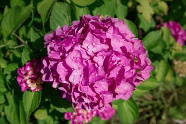 Arka bahçede çiçek açan pembe ortancalar var. Güzel çiçek açan pembe ortanca kümeleri bahçenin yeşil çimlerini parlatıyor, yaz sükunetini ve zarafetini çağrıştırıyor..