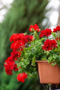 Yaz kırmızısı sardunya. Renkli sardunya çiçekleri bahçelerin ya da balkonların dekorasyonu için doğuya özgü bitkiler.