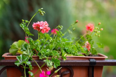 Yaz kırmızısı sardunya. Renkli sardunya çiçekleri bahçelerin ya da balkonların dekorasyonu için doğuya özgü bitkiler.