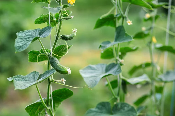 Çiy kaplı genç bir salatalık sağlıklı yeşil bir sarmaşıkta yetişir. Tazeliği, organik tarımı ve doğal sebze yetişmesini simgeler..